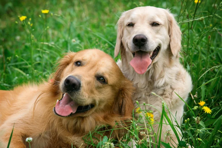 two dogs lying in the grass